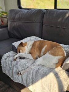 A dog sleeping on a couch in a rv